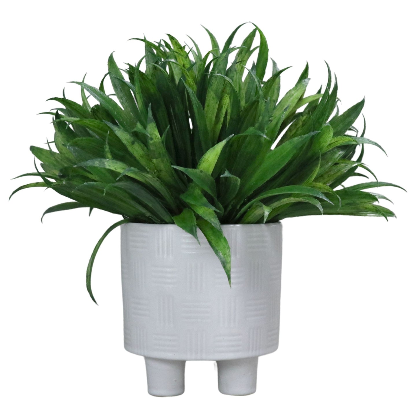 Rye Grass in White Decorative Pot