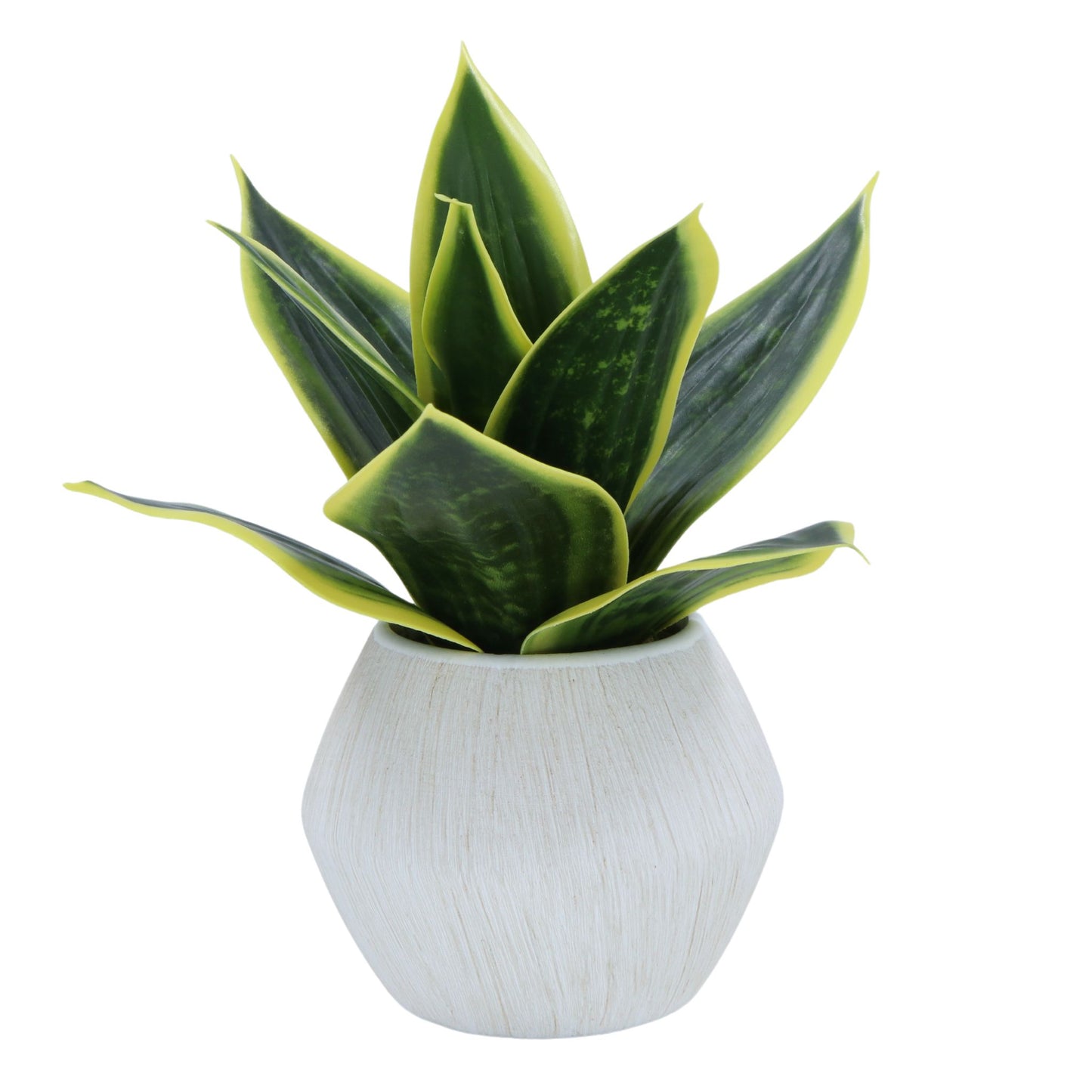 Succulents in White Pot
