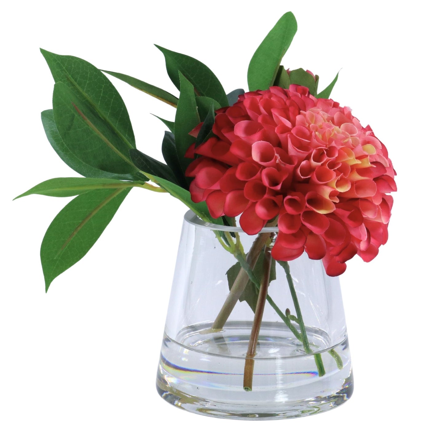Dahlia in Water