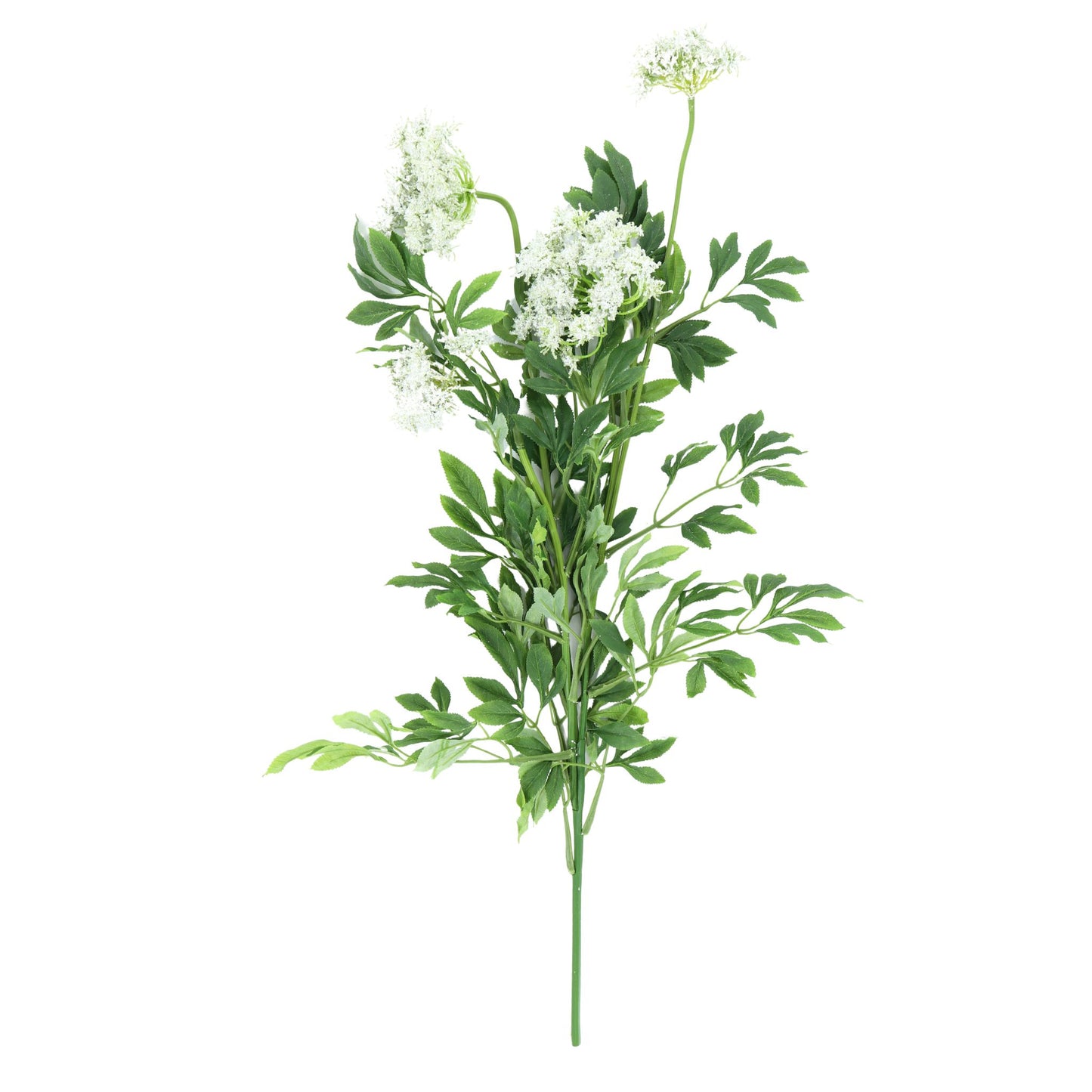 35.5" Queen Anne's Lace