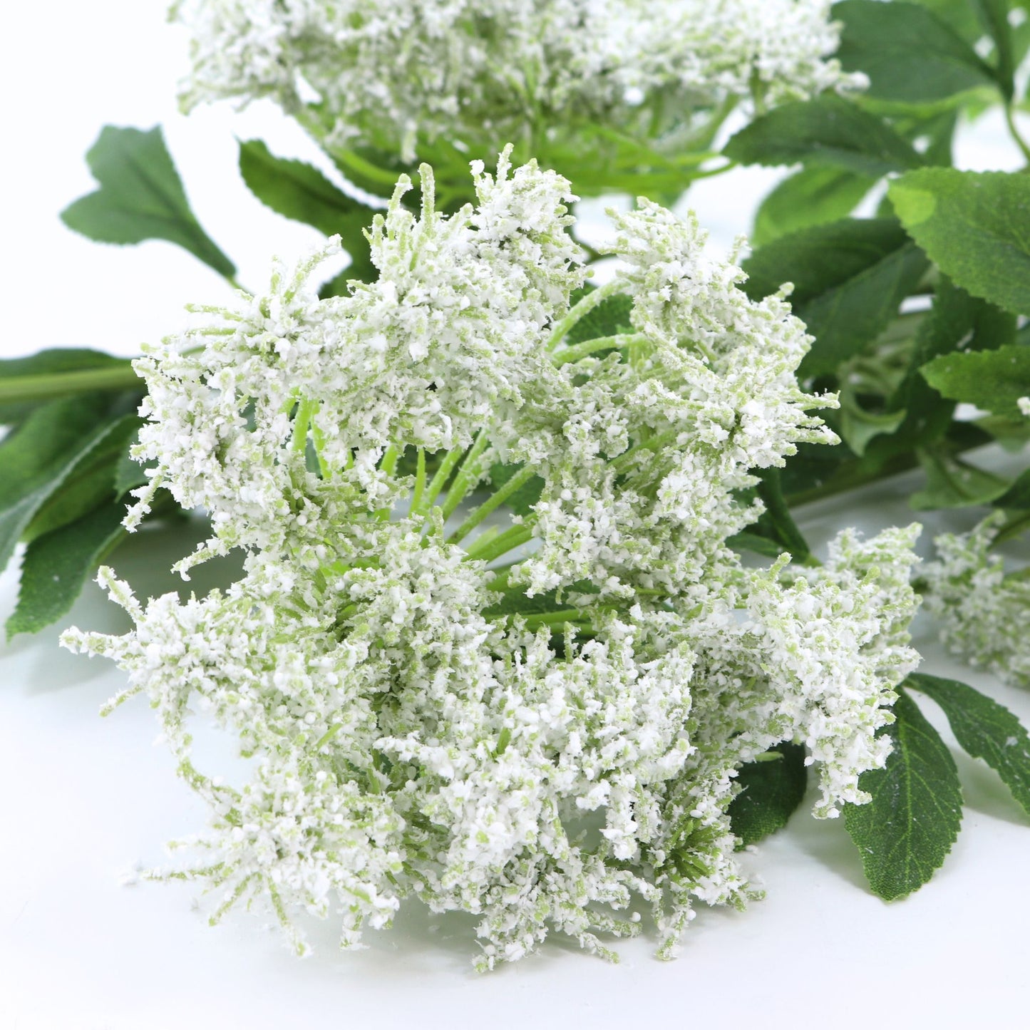35.5" Queen Anne's Lace