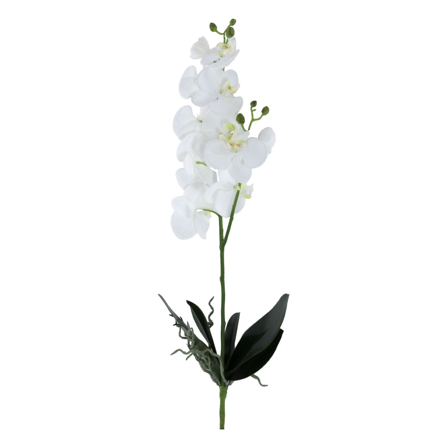 31" Phalaen Plant with Root