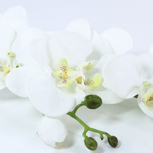 31" Phalaen Plant with Root