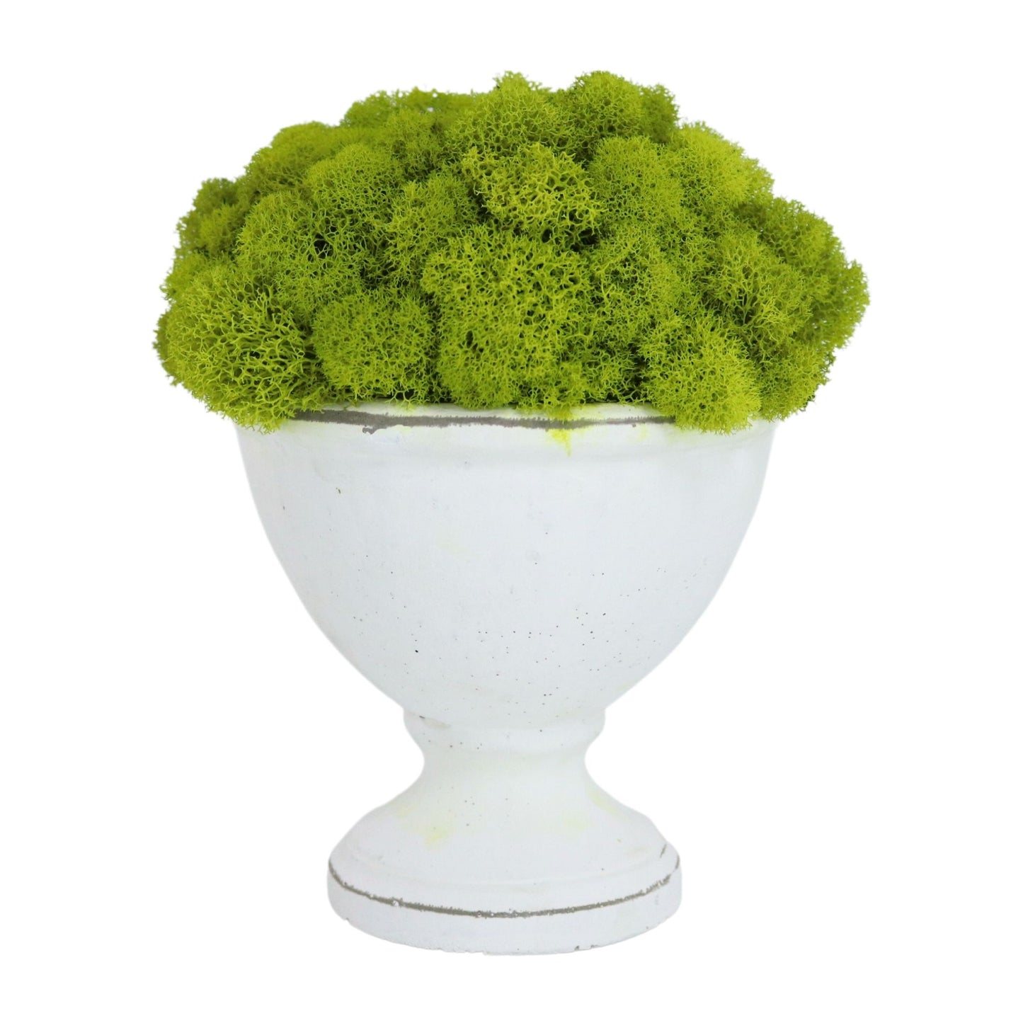 Dried Moss in Cream Vase