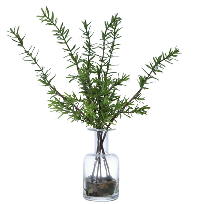 Kitchen Herb in Glass Vase