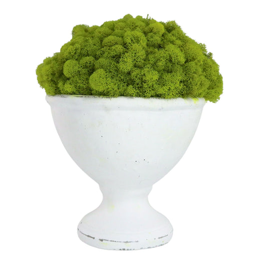 Dried Moss in Cream Vase